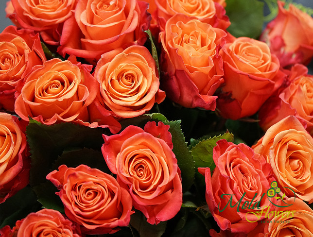 25 Orange Roses Ecuador, 40-50 cm photo
